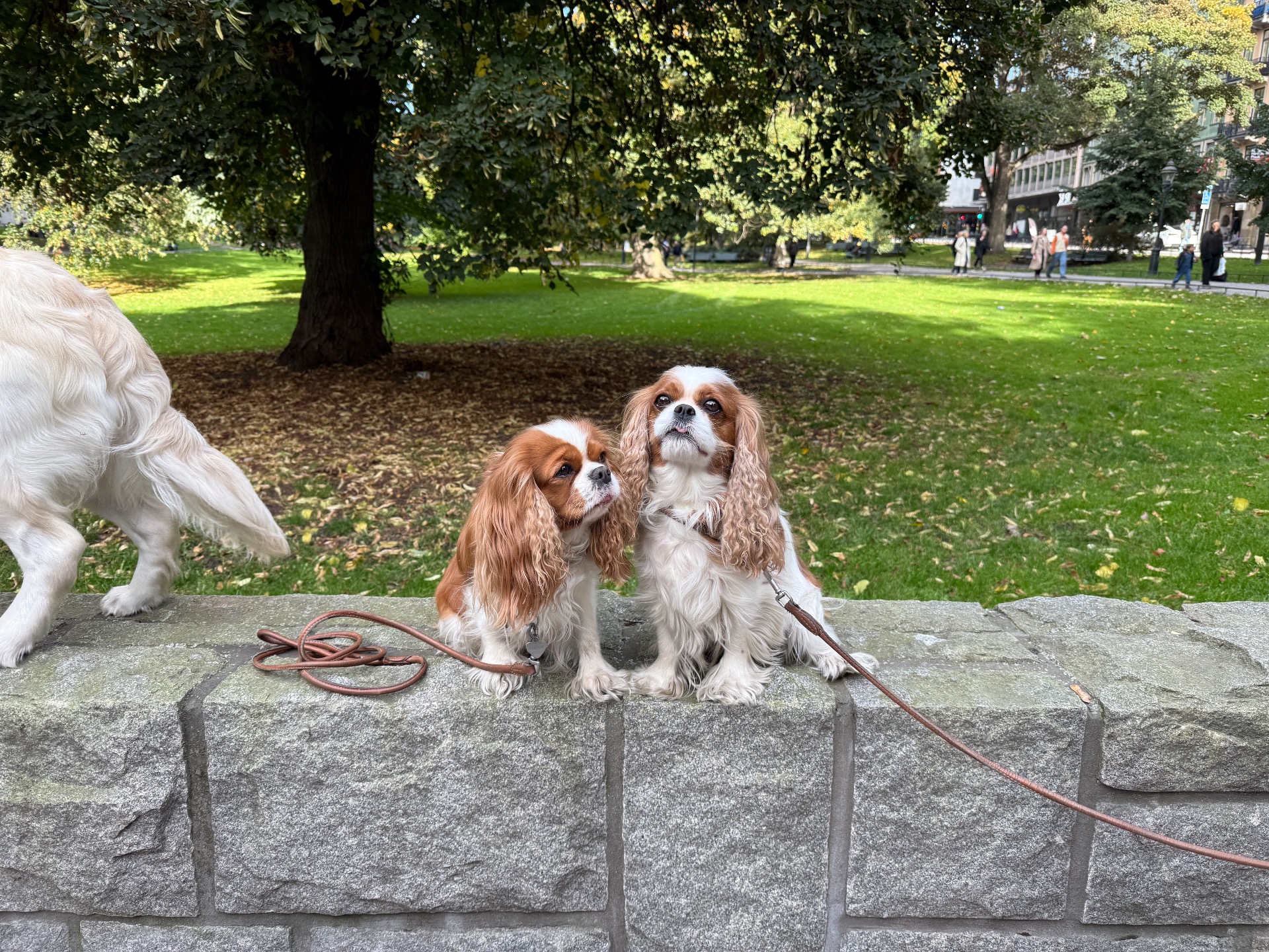 En dag i Humlegården Stockholm 