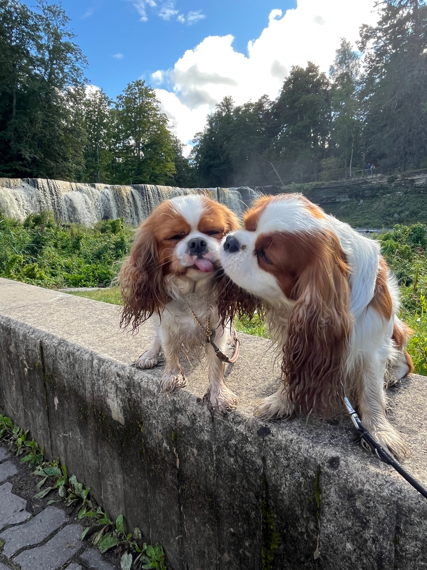 Pusskalas Vera och Freddie i Estland