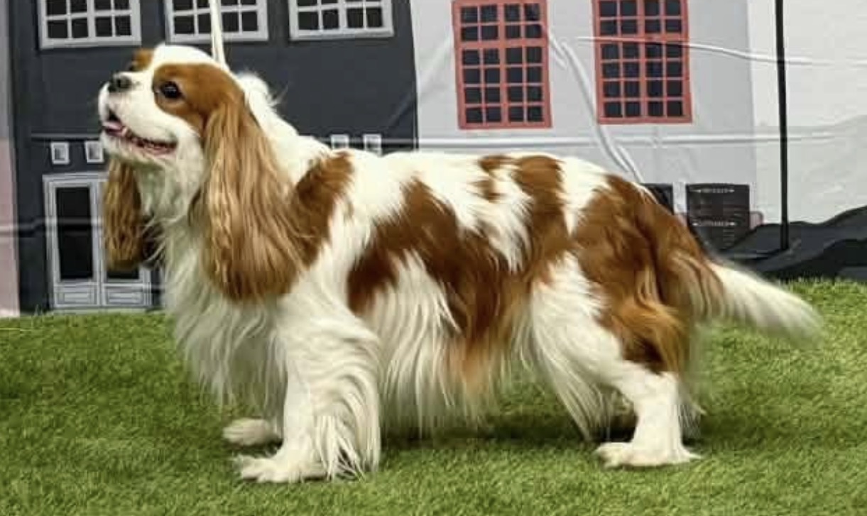 Cavanzas The One And Only SE36324/2022