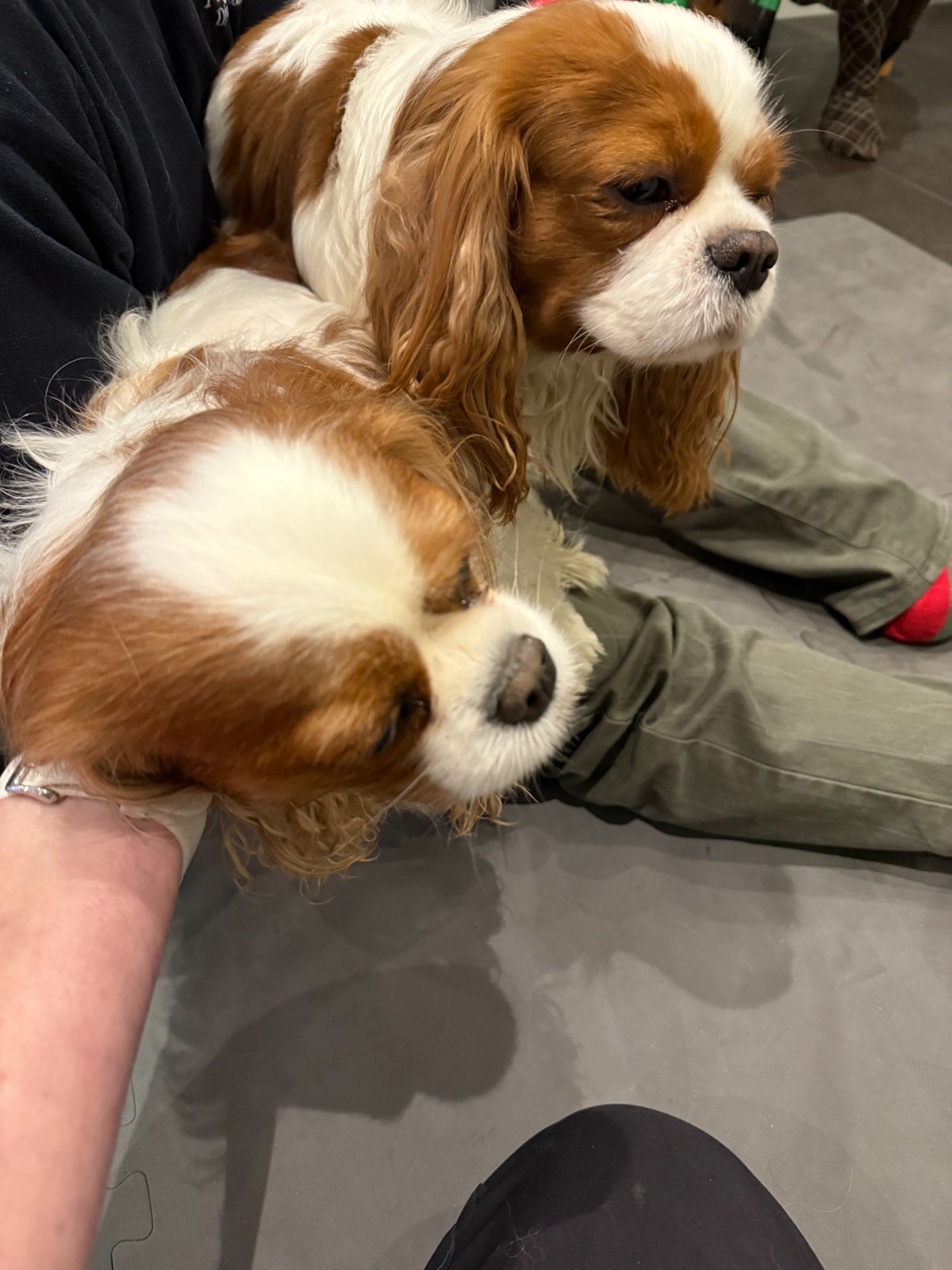 Dejt mellan Molly och Freddie